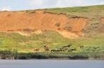 Cavalos selvagens na beira do lago na cratera de Rano Raraku, em Rapa Nui (ou Ilha de Páscoa), território chileno no meio do Oceano Pacífico